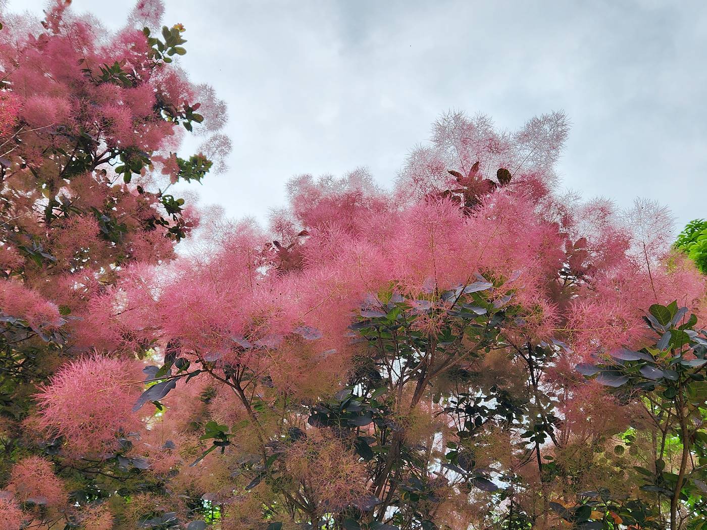 안개나무(자엽안개나무) Smoke tree