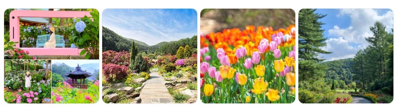 경기도 아침고요수목원의 수국, 튤립, 사계절 꽃길과 자연 산책로 풍경