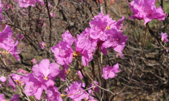 2025년 진달래 개화시기