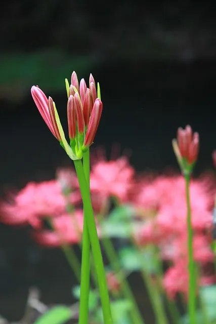 꽃무릇과 상사화 차이 요약 정리를 한눈에_8