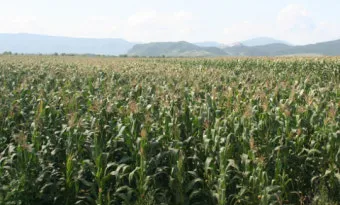 옥수수 재배 수분 수정 바람 피해 예방 거름 주기_4