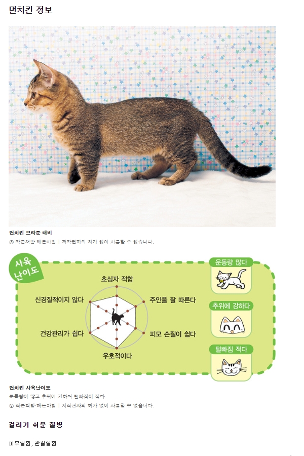 품종별 특성과 사육 난이도를 고려하여 신중하게 반려묘를 선택해야 한다는 메시지를 담은 이미지