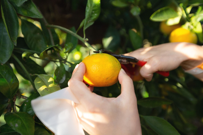 제주 파더스가든