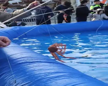 영덕 대게축제_20