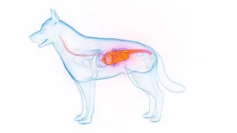 강아지 췌장암 증상 진단 치료법 안내_5