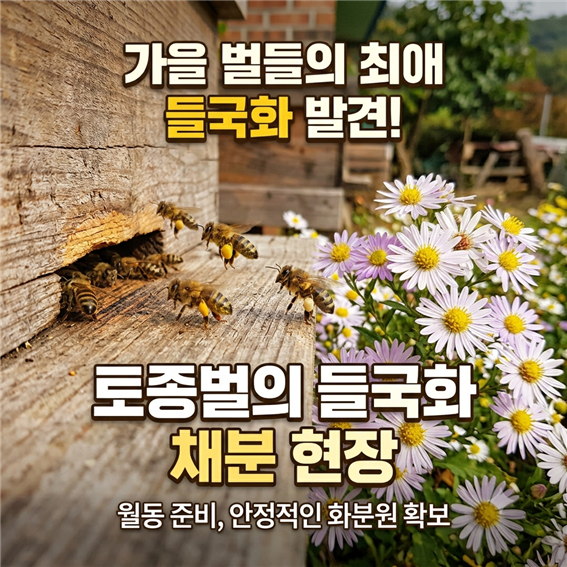 들국화에서 활동하는 토종벌 장면