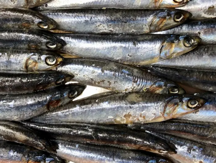 과메기 맛있게 먹는법