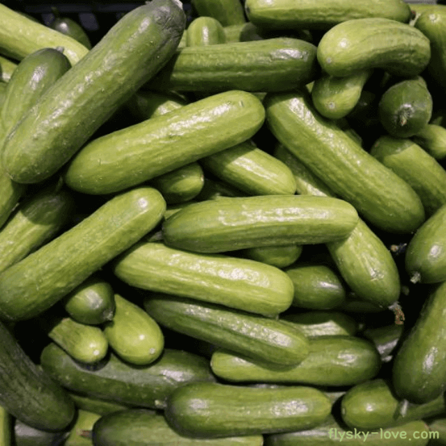 독소 배출 및 다이어트에 효과적인 미니오이