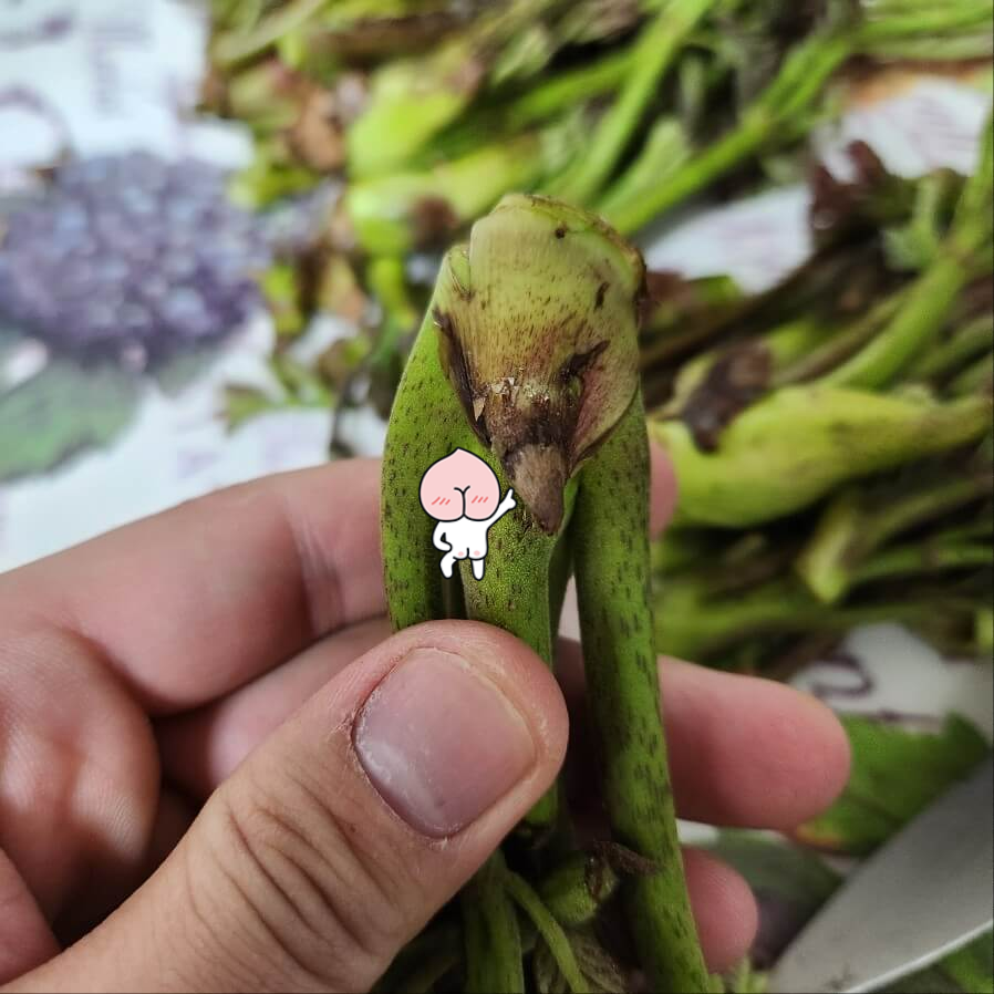 땅두릅 손질 두릅가시손질 가시두릅손질 두릅 두릅데치기 두릅보관법 두릅 가시 참두릅손질 두릅손질법 가시두릅 두룹손질 두릅숙회 두릅 초장 개두릅손질 땅두릅손질 두릅 손질법 두릅 손질해서 데치기 두릅 손질 두릅 손질하는법 두릅 손질 보관 데치기 두릅손질&두릅데치기&두릅숙회 두릅 손질과 데치는 법&만능 초고추장 만드는 법 봄나물 두릅으로 두릅김밥 만들기 두릅손질법 두릅 가시 손질 가시두릅 손질법 땅두릅 손질법 두릅 데치기 참두릅 손질법 두릅요리 숙회만들기