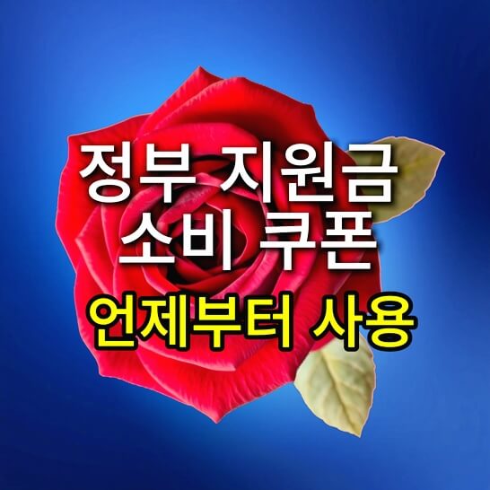어르신-장미