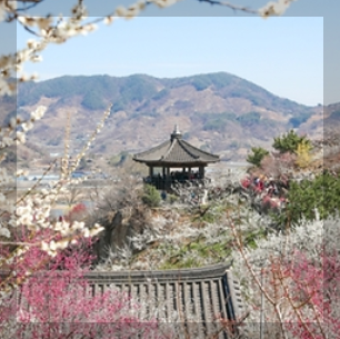 광양 매화축제