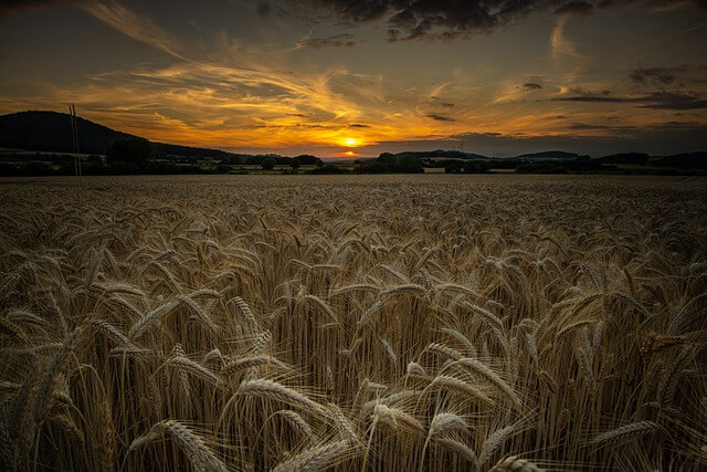 고창 청보리밭축제 2025! 개막일정부터 주차·입장료·포토존까지 총정리