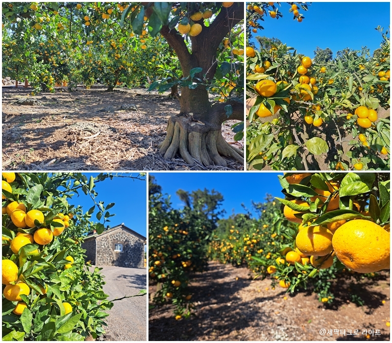 귤농장사진