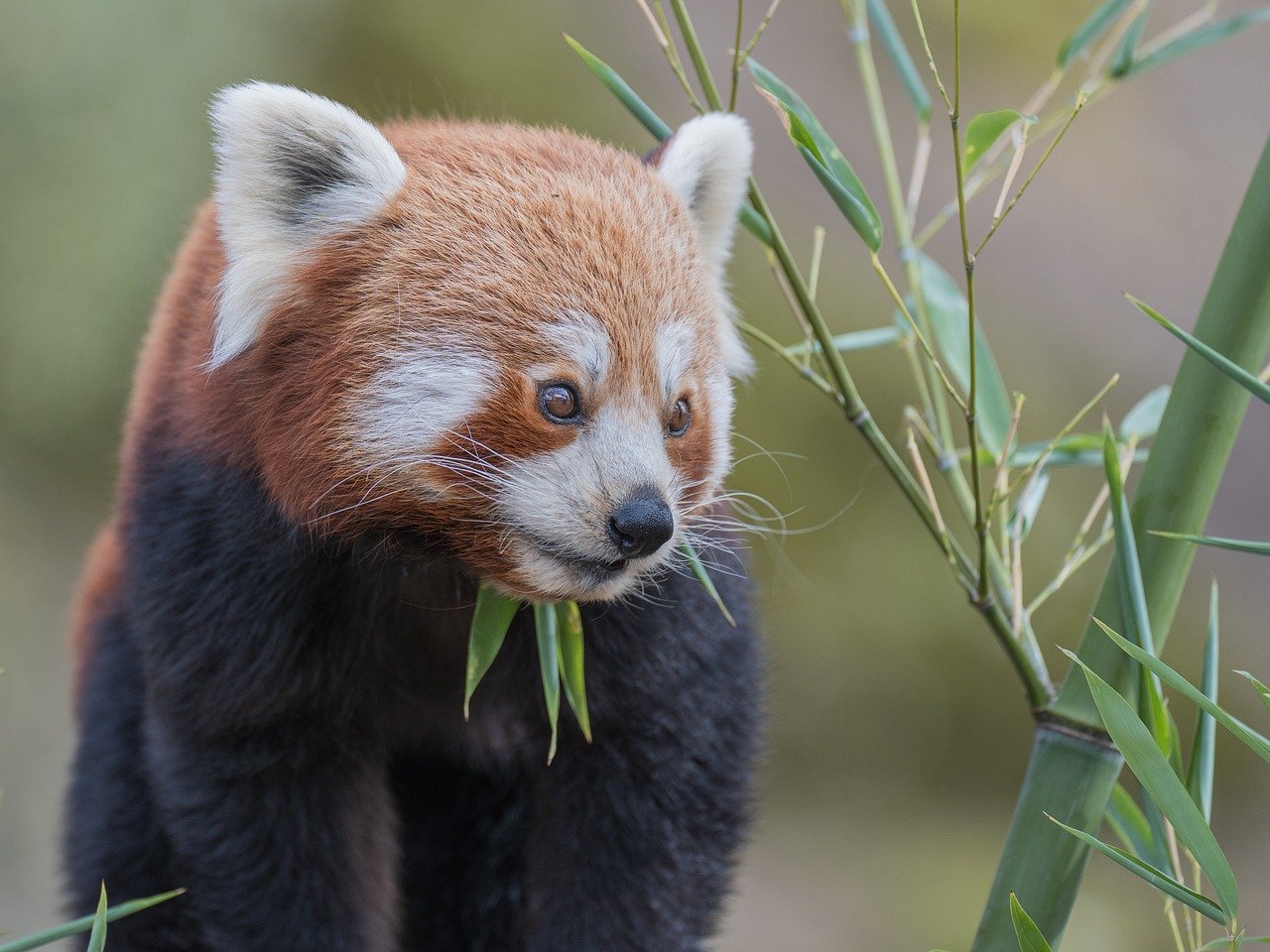 대나무를 먹으며 주변을 살피는 붉은판다(Red Panda)