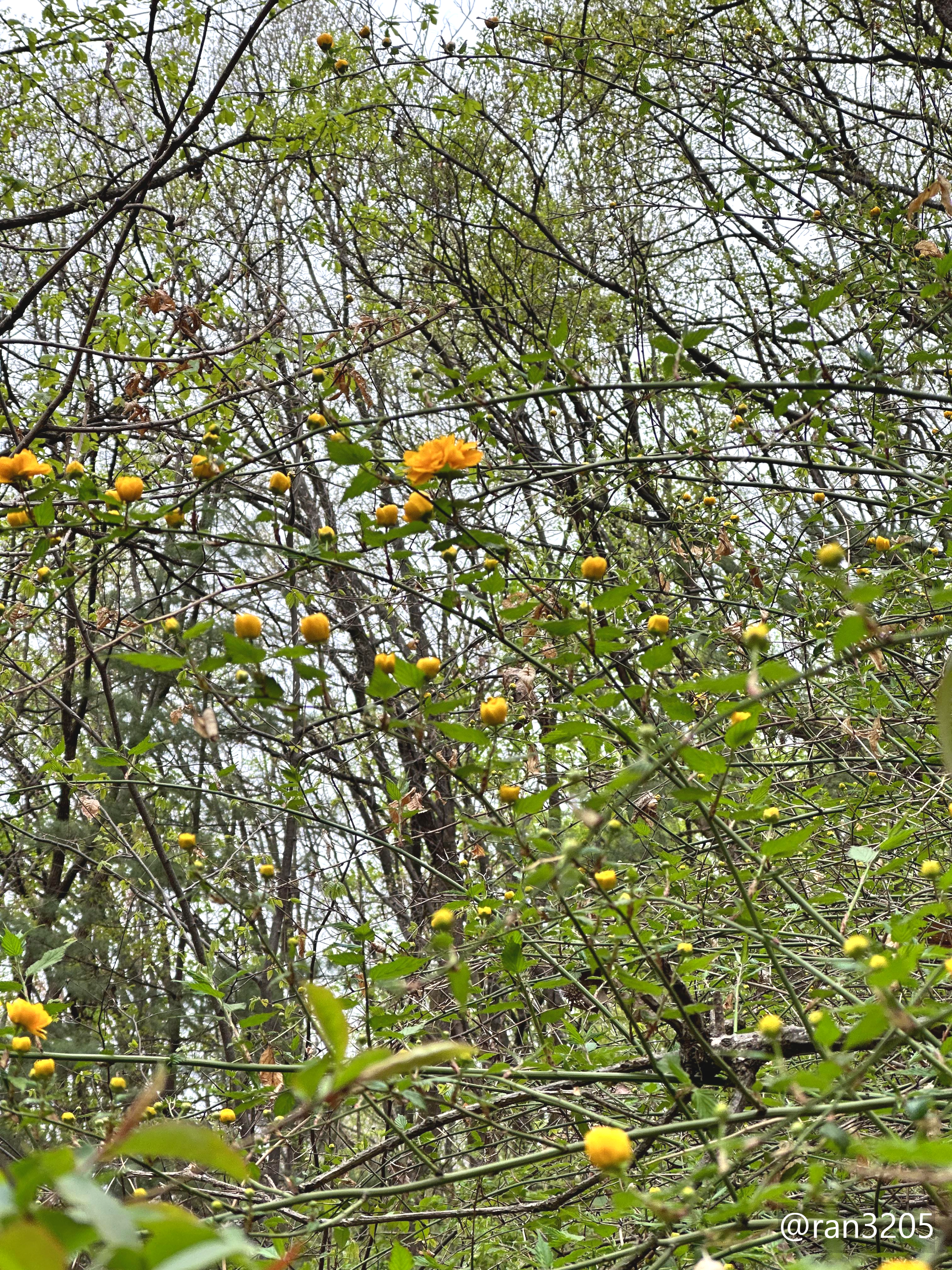 죽단화 (겹황매화)