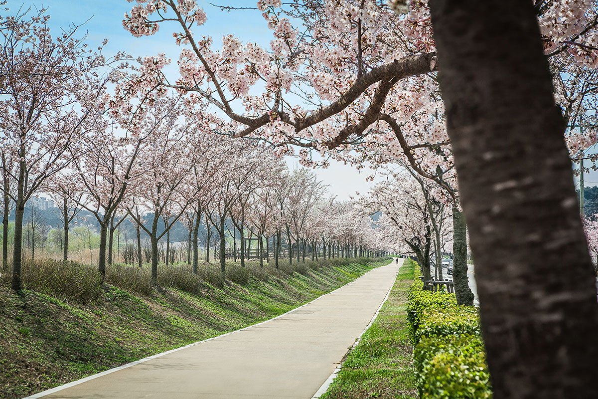 전국 벚꽃 축제 정보 총정리