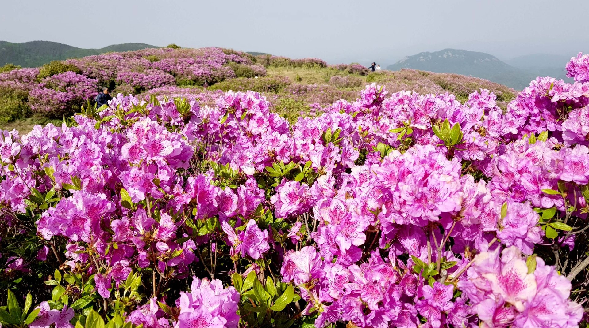 합천 황매산 모산재 철쭉