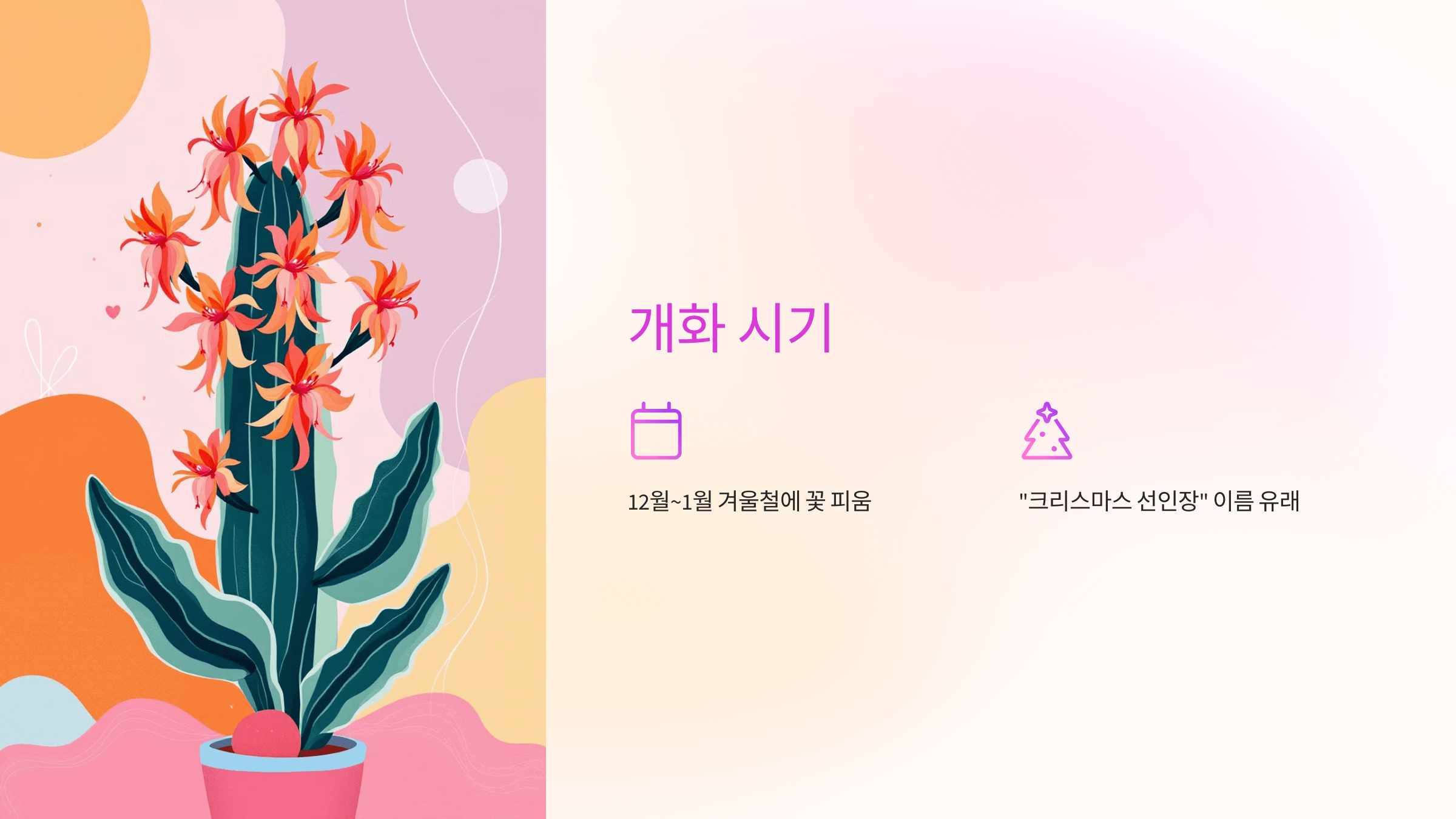 크리스마스 선인장 사진입니다.