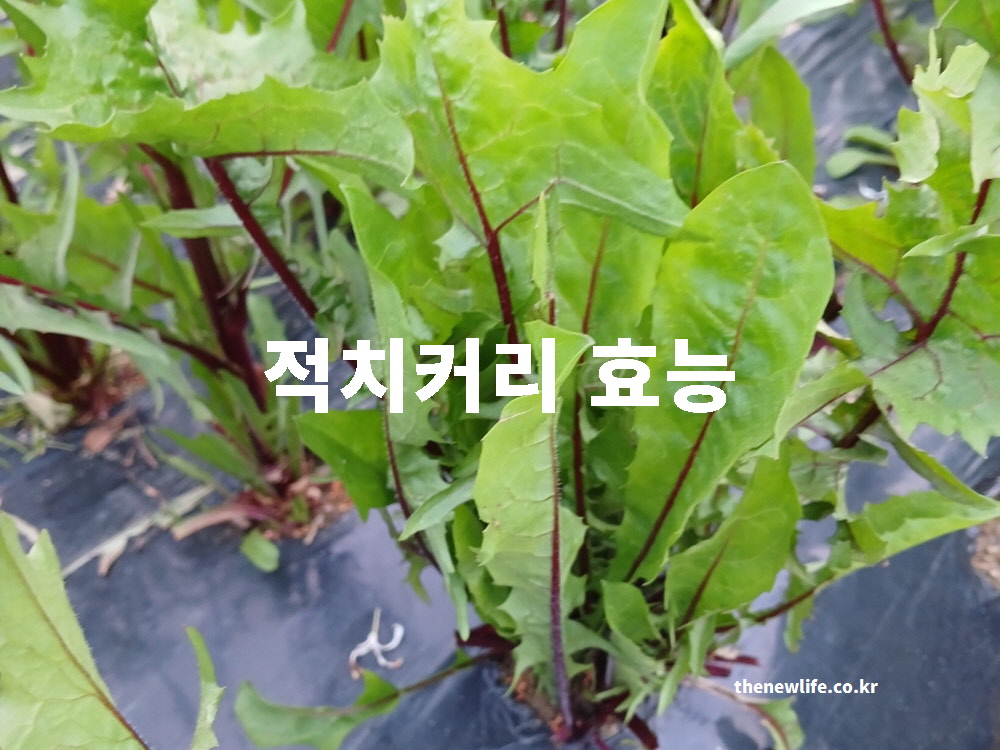 싱싱하게 자라고 있는 적치커리 모습과 적치커리 효능에 대한 대표 이미지