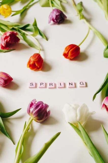 봄의 감성을 담은 일상 영어 이미지