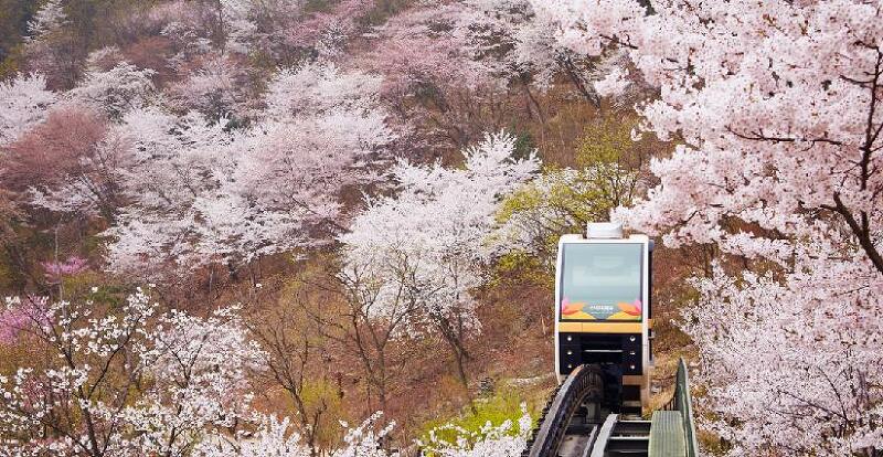 화담숲 벚꽃