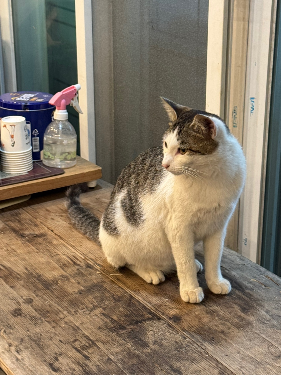 진해 맛집 추천 외식 부모님과 가기 좋은 곳 '대장간 삼계탕'