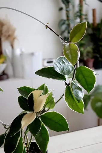 호야 키우기 꽃피우기 번식법 알고 물주기_17