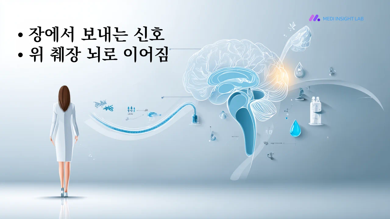 췌장, 위, 뇌가 서로 연결된 건강정보 일러스트, 사람 몸 실루엣 안에 장, 위, 췌장, 뇌가 단순하고 이해하기 쉽게 표시된 장면