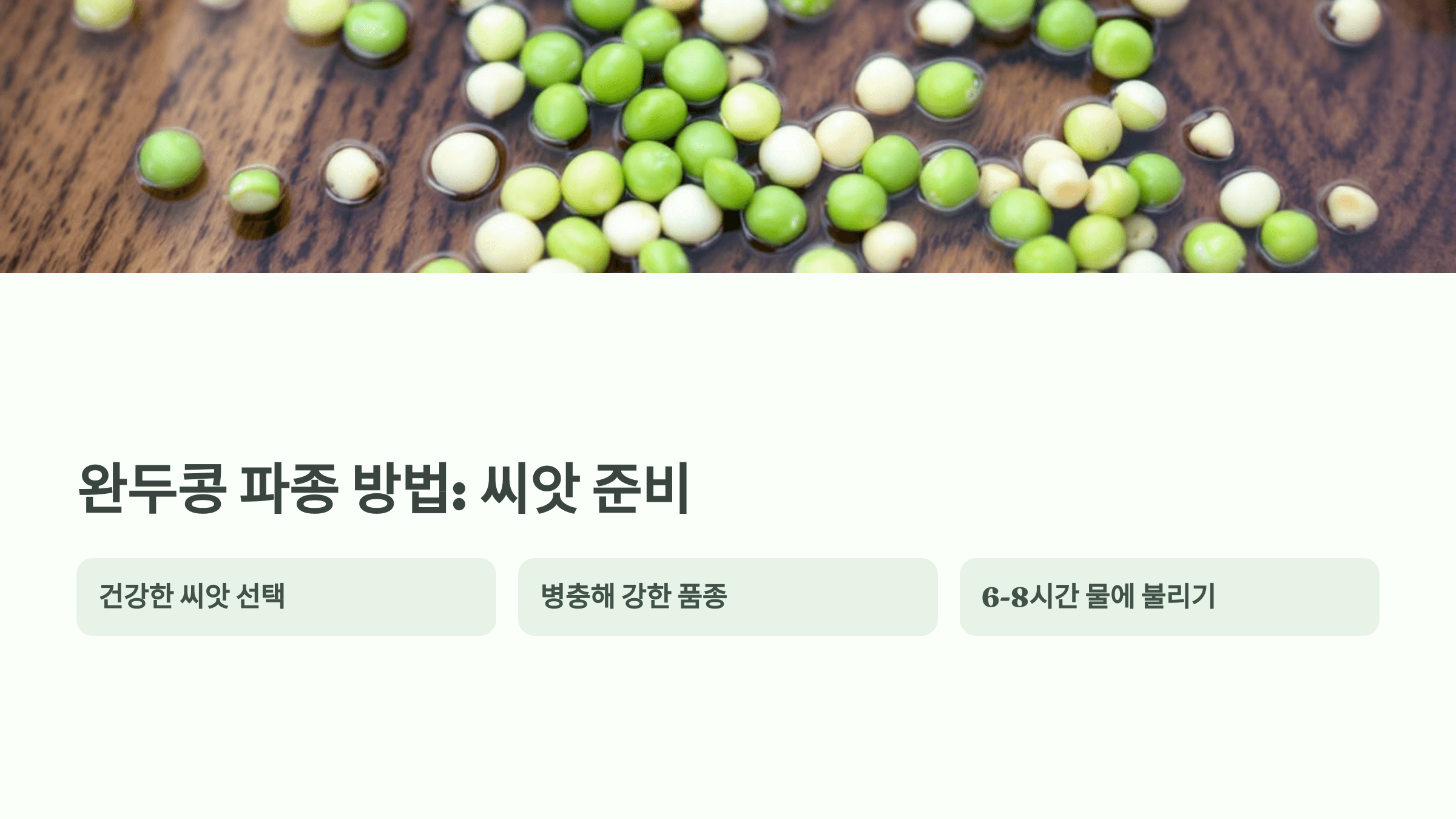 완두콩 사진입니다.