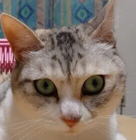 고양이 포도막염