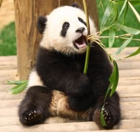 푸바오 교통카드