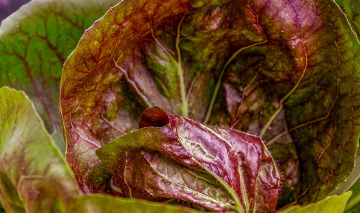 가격 비교, 괴산 절임배추 20kg 직거래로 최저가 예약 1