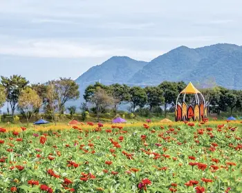 장성 황룡강 가을꽃축제_26