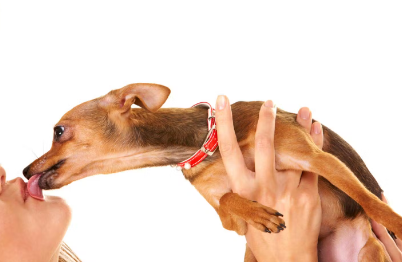 주인의 입을 핥는 개