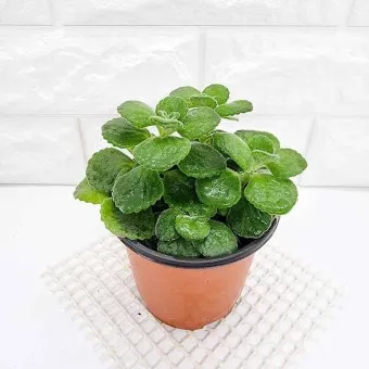 실내허브 키우기 물주기 광량관리 병해충예방 주방에서도 손쉽게_13