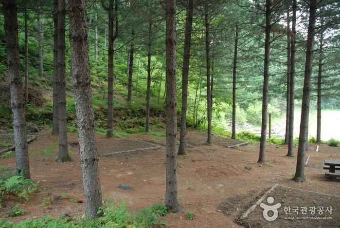 국립청옥산자연휴양림