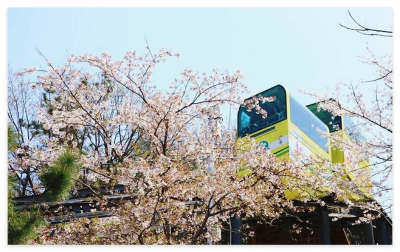 활짝 핀 연분홍빛 벚꽃 나무들 사이를 가로지르며 산을 오르는 진해 제황산공원 모노레일