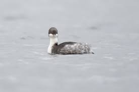 46. 후닌 논병아리의 이동 반경과 내부 이동 패턴 분석