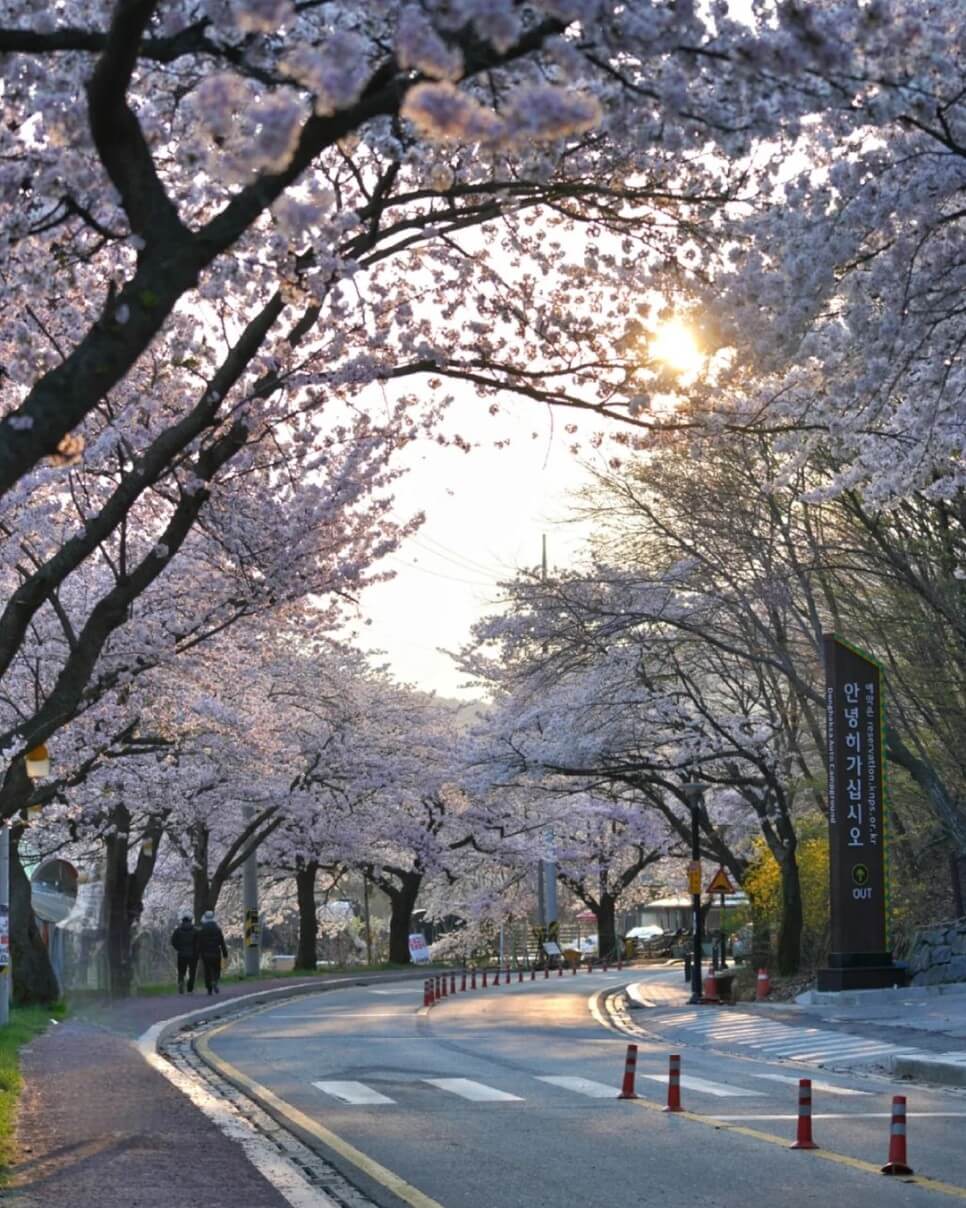 대전 근교 벚꽃 명소, 벚꽃 드라이브 명소