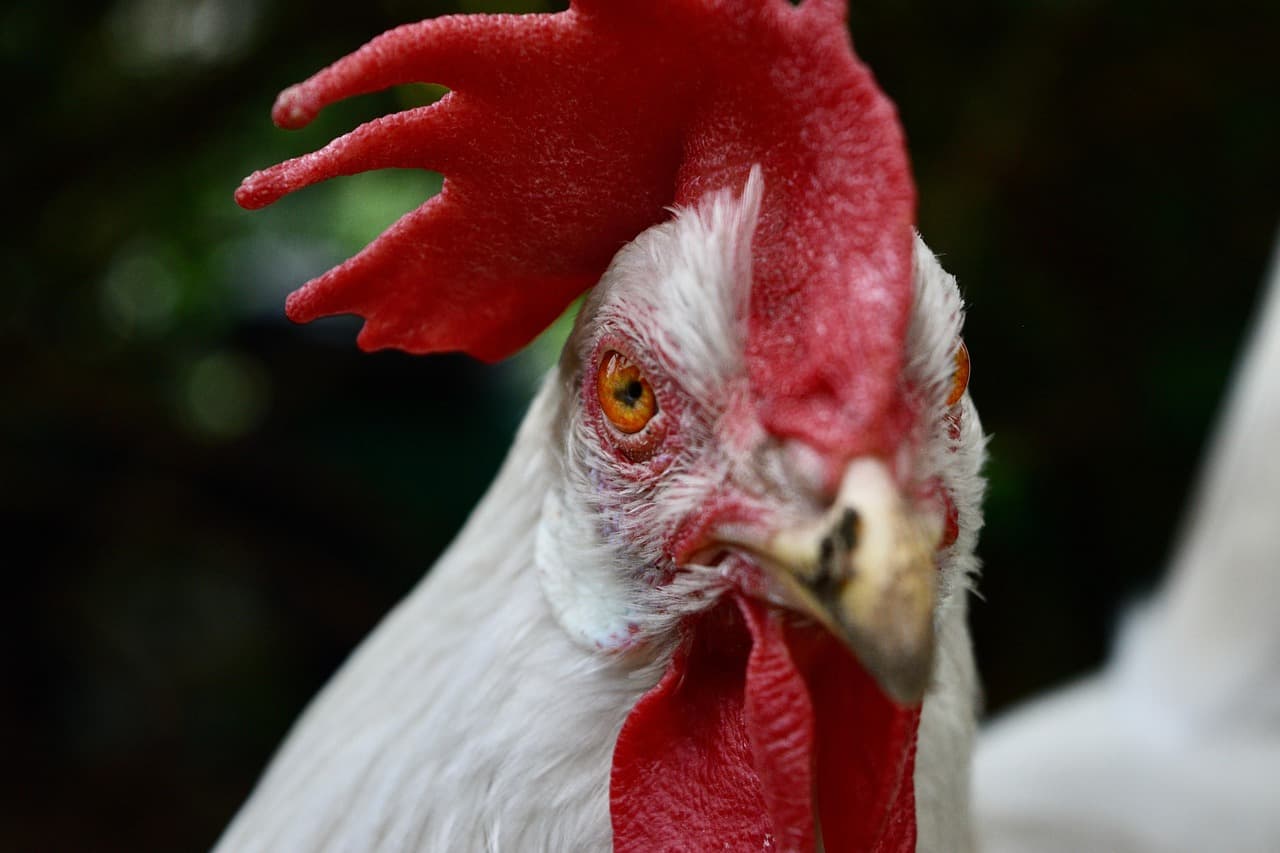 닭의 코는 무용지물일까? 닭의 후각 능력 분석