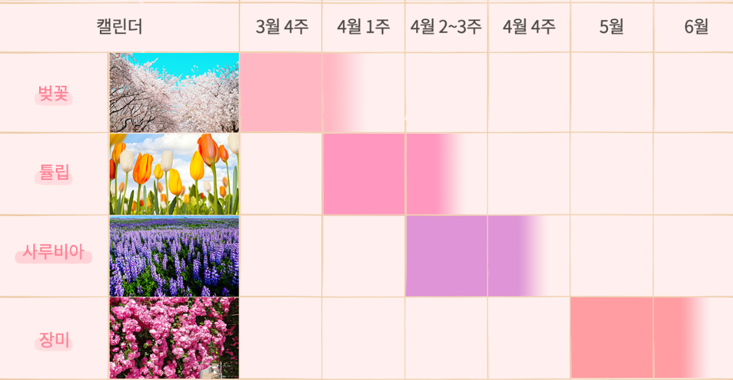 벚꽃축제