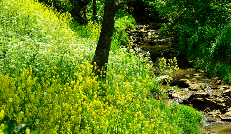 대관령 하늘목장