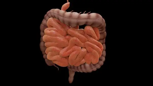 intestine 장