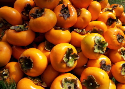 6시내고향 경남 산청 단감 파는 곳 전국 택배 온라인 전화 주문 추천