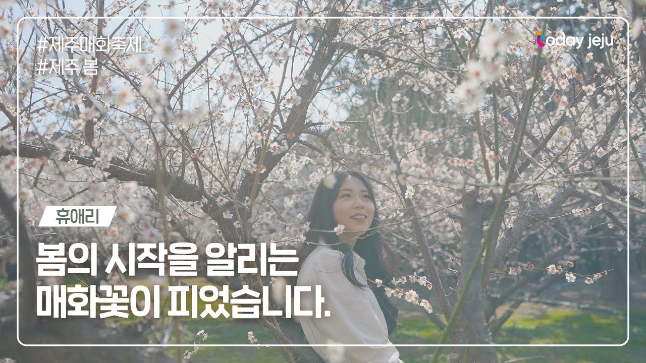 봄 축제 가볼만한곳: 제주 휴애리 매화축제