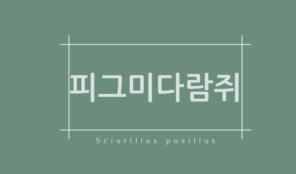 피그미다람쥐(Sciurillus pusillus)
