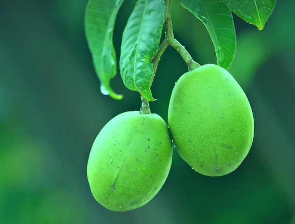 청매실 2개가 열려있다