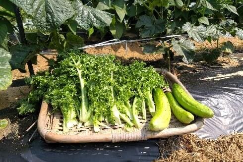 오이재배-오이-첫수확