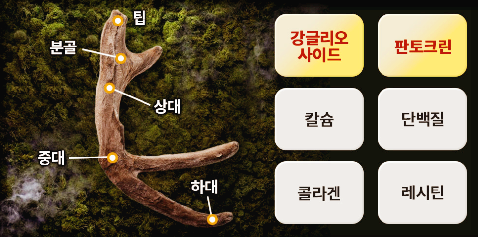 광동 침향환 프리미엄 후기, 경험담 및 효능 3분 총정리