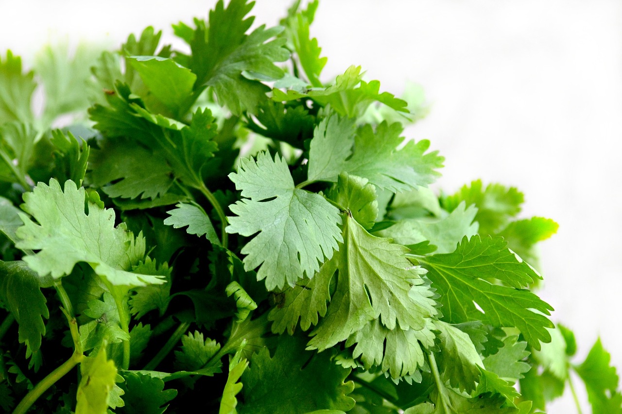 허브 '고수 (Cilantro)'의 요리 활용법, 선호도 논란, 역사와 세계적 활용